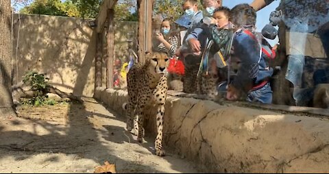 Such a mighty and cute cheetah