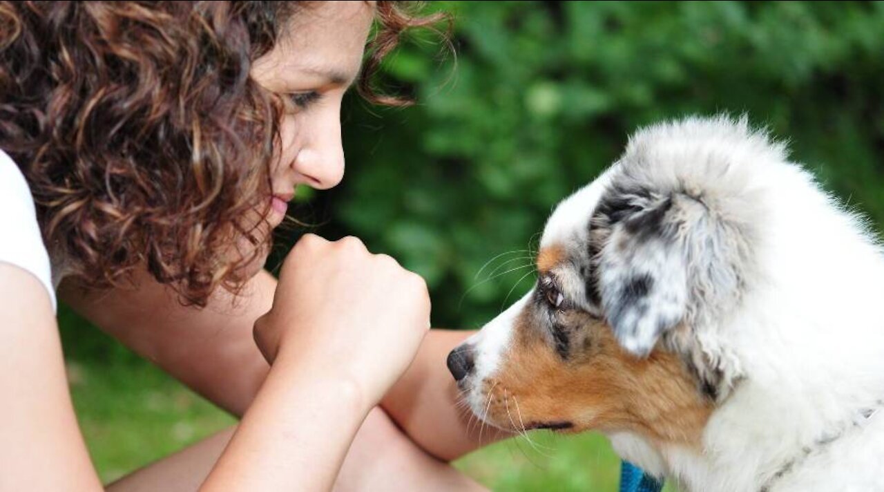 The Psychological Benefits of owning a dog