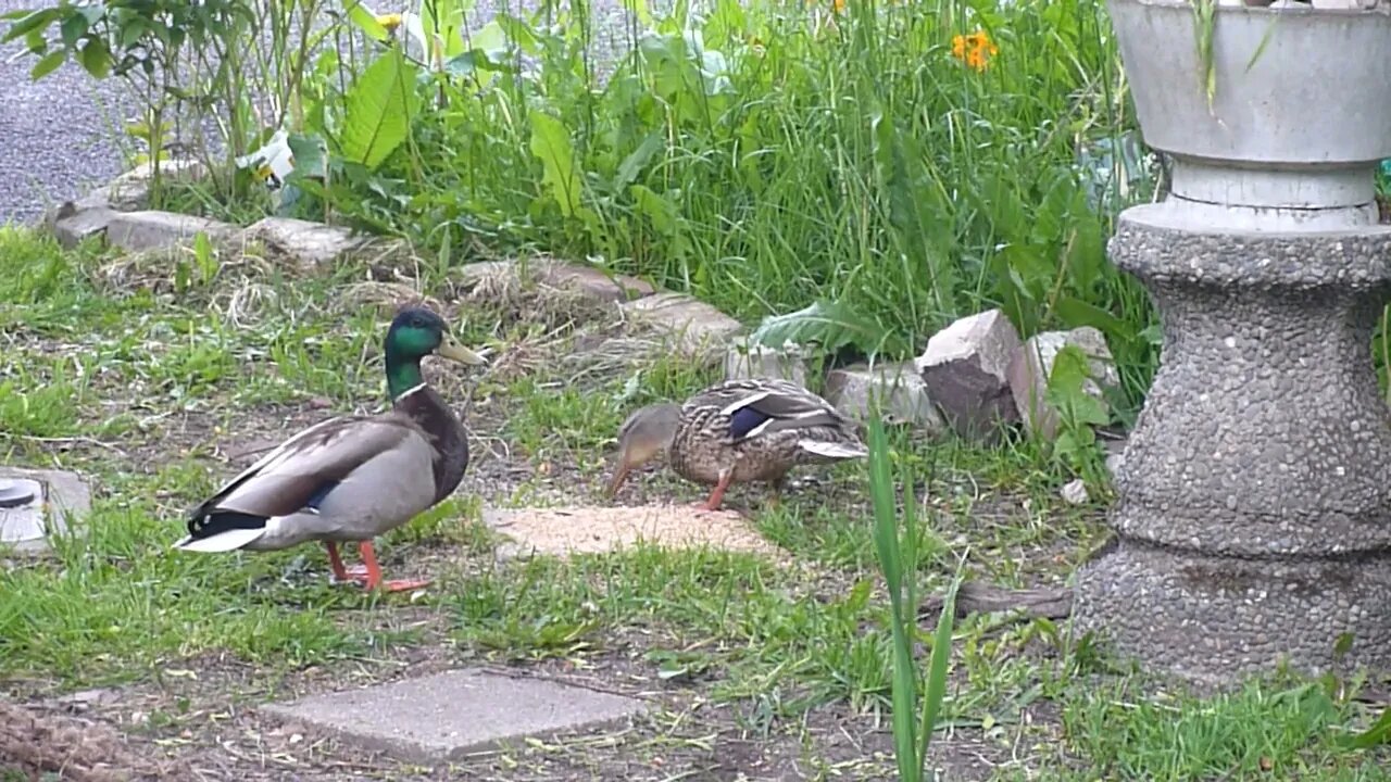 Park Made For Mallard Ducks, Birds, and Many Other Beautiful Critters