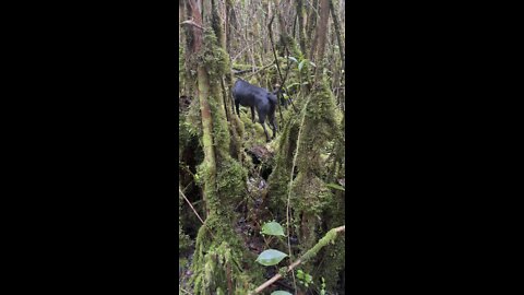 My jungle Bear, Big Island Hawaii