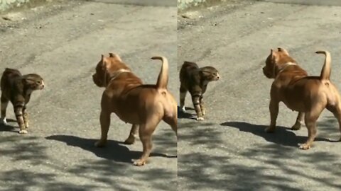 Cat Vs Dog Exclusive Fighting Video 😁 Do not miss ending