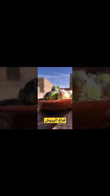 Poussins d'oiseaux perruche