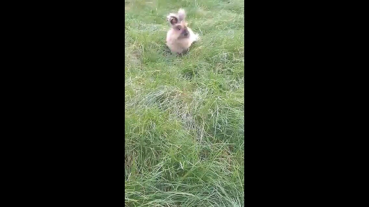 bunny