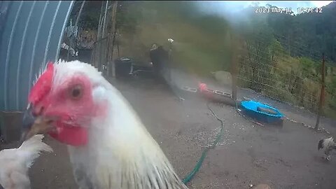 Farm surveillance. Rooster chases rooster that chases hen. The barn yard watches on 🤣