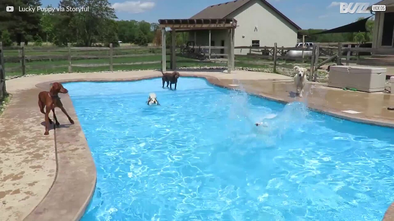 Dussintals hundar plaskar runt på ett poolparty