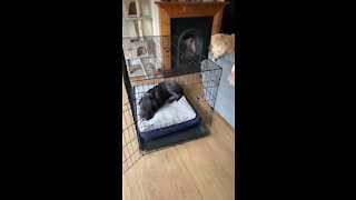 Cane Corso - New Crate