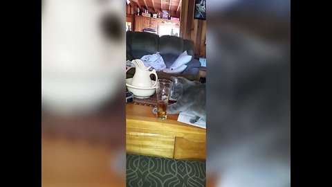 Kitty has Fancy Footwork Around Drinking Glass