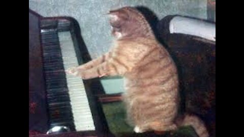 Funniest Cats 😹 - Don't try to hold back Laughter 😂 - Funny Cats Life