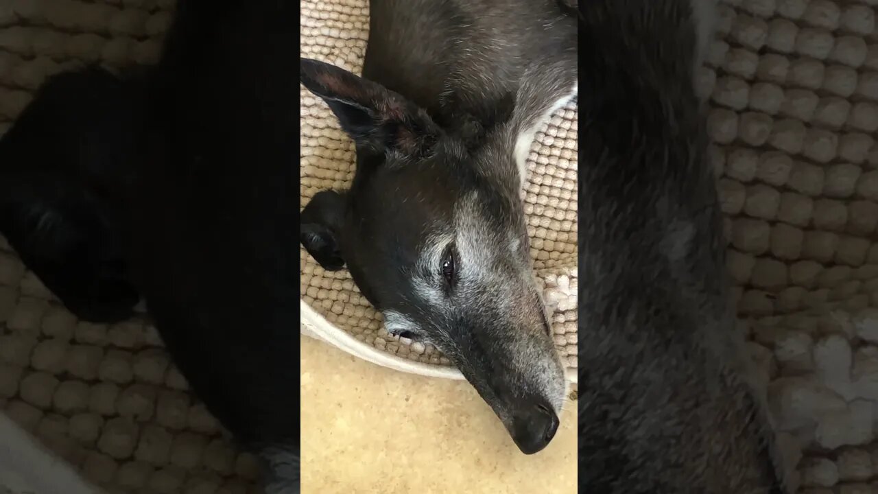 Elsa the greyhound relaxing on Boxing Day ❤️🎄