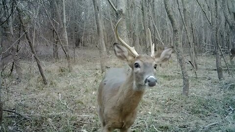 Close up curious young buck