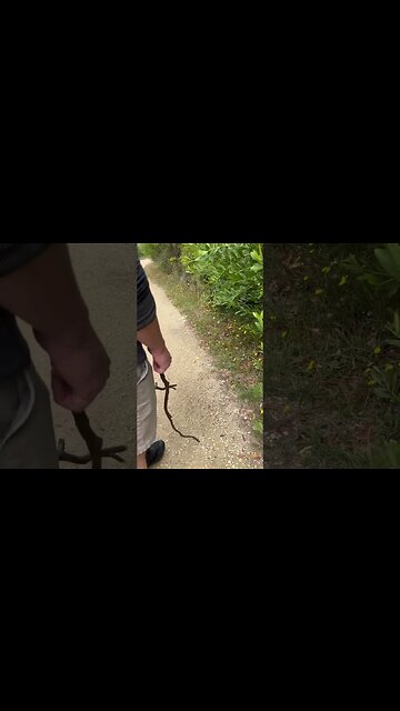 Moving a Tiger Snake off the trail for everyone’s safety.
