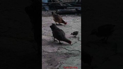 chickens eat rice