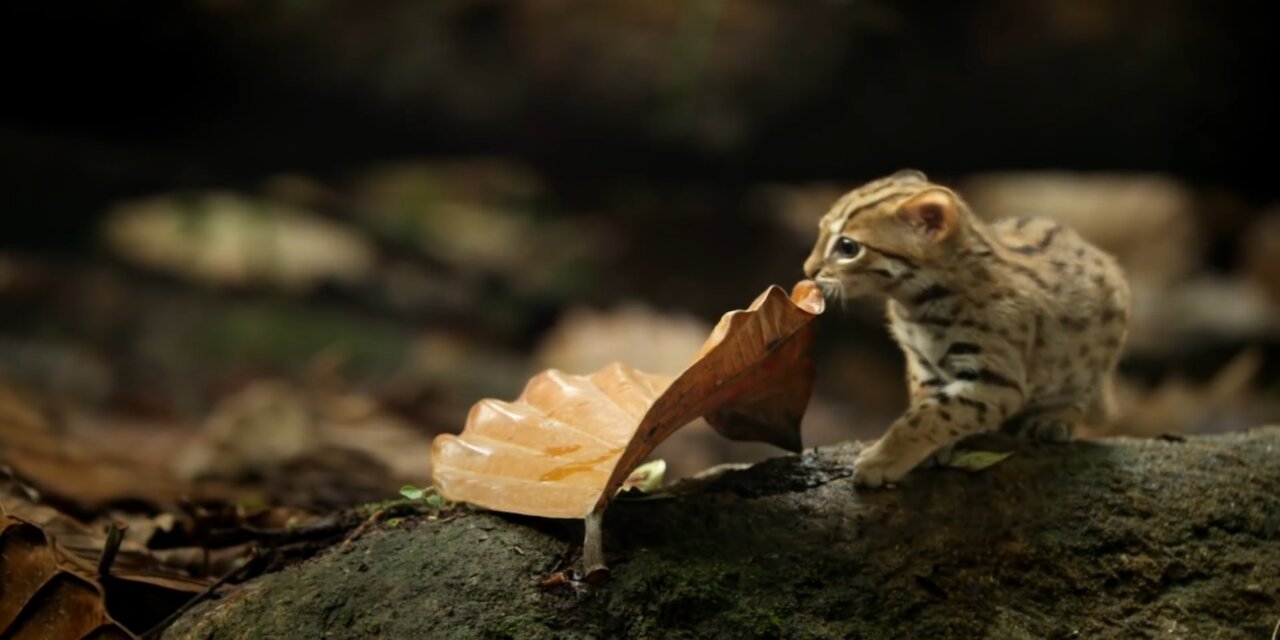 The world's smallest cat