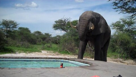 Elephant Crashes Pool Party