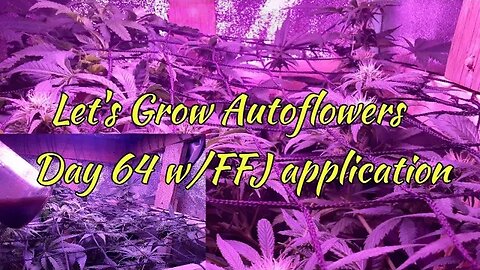 Let's Grow Autoflowers 2gether Day 64