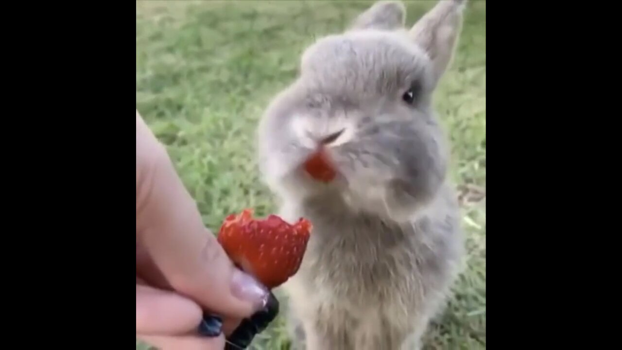 Rabbit Funny Videos | Rabbit Strawberry Eating Funny Reaction | trending 2022 | try not to laugh