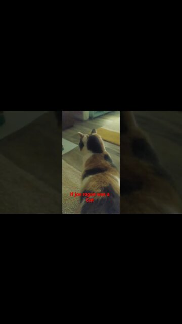 If Joe Rogan Was A Cat #joerogan