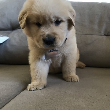 Puppy super tired (Golden Retriever)