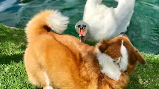 Ce corgi et cette oie ne peuvent pas s'encadrer