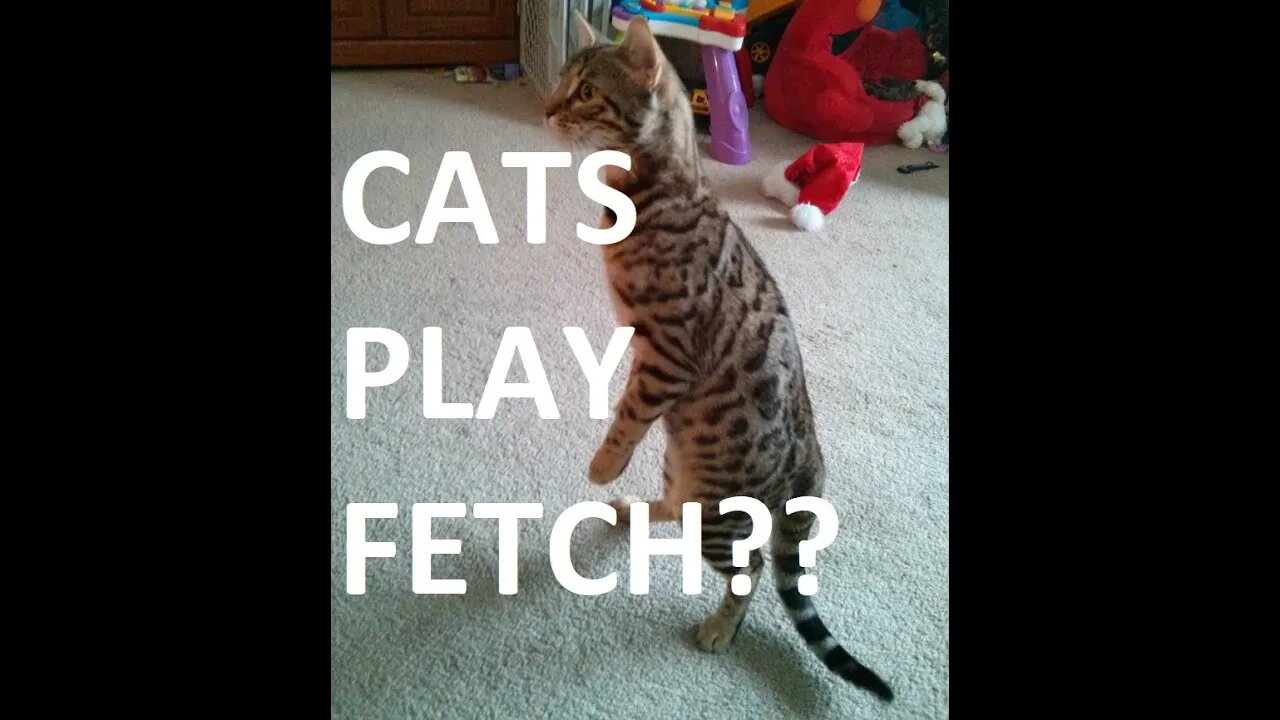 Lexi the Bengal Cat Plays Fetch with a Pencil