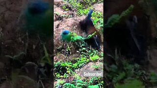 Coati Hunting Blue Headed Parrot (almost catches)