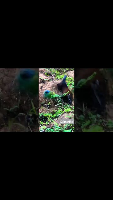 Coati Hunting Blue Headed Parrot (almost catches)