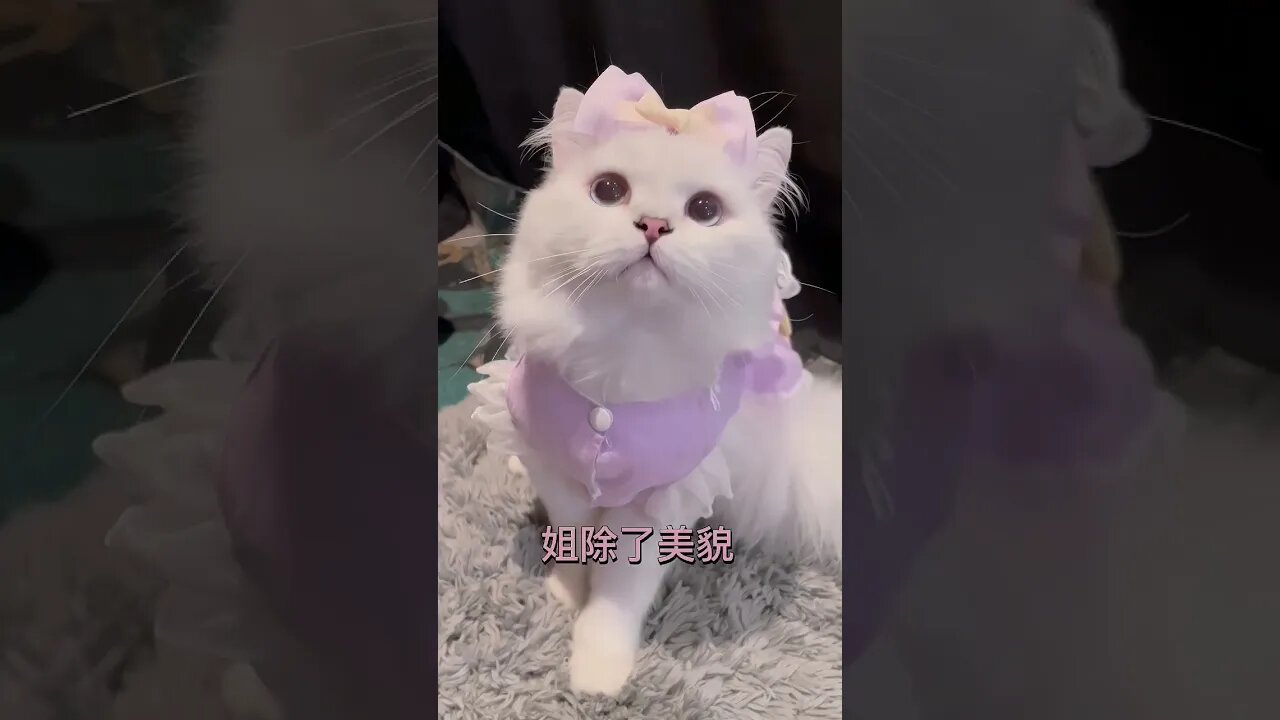 2023 So Cute Cat 🐱🥰|| #shorts #shortsfeed #youtubepets_&_animals