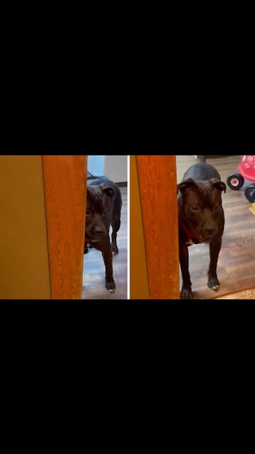 Dog hates it when you use the bathroom without him