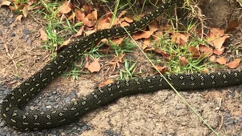 Moving a snake off the road