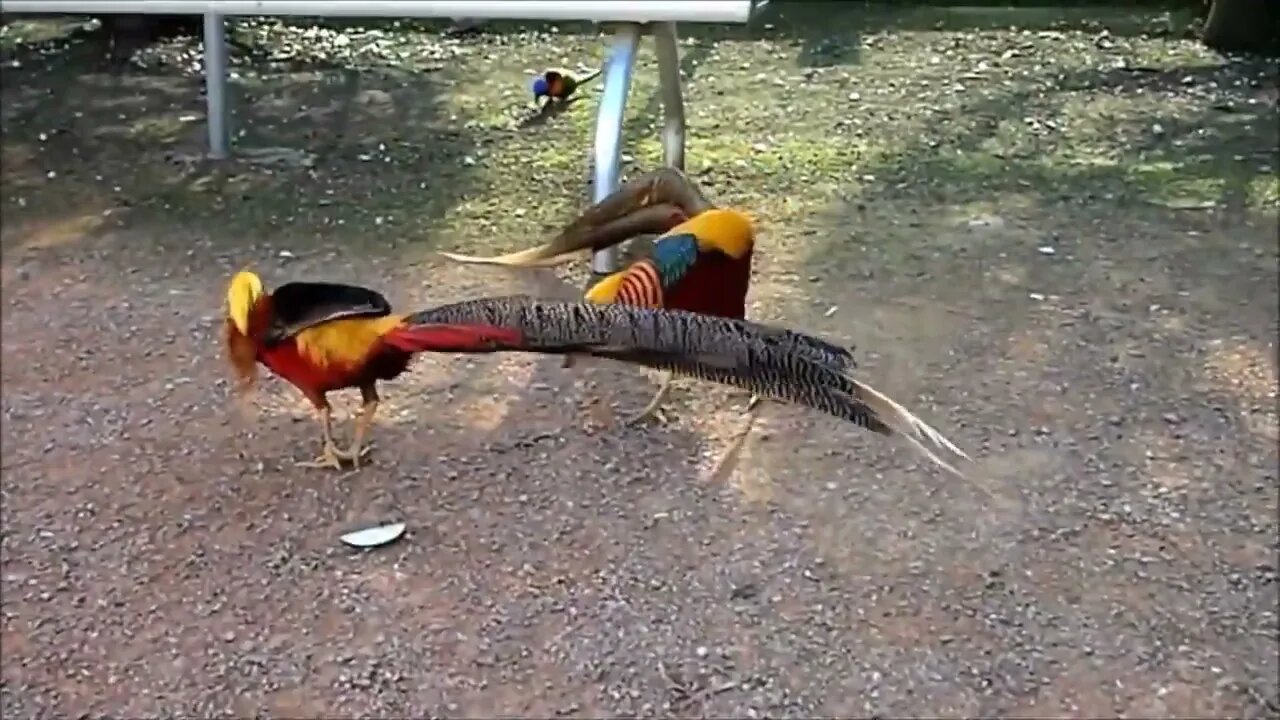 Beautiful Golden Pheasants and Wading Birds-11