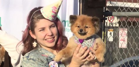 Reunion for rescued Poms