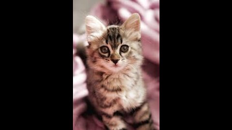 Basic Cat Training For You