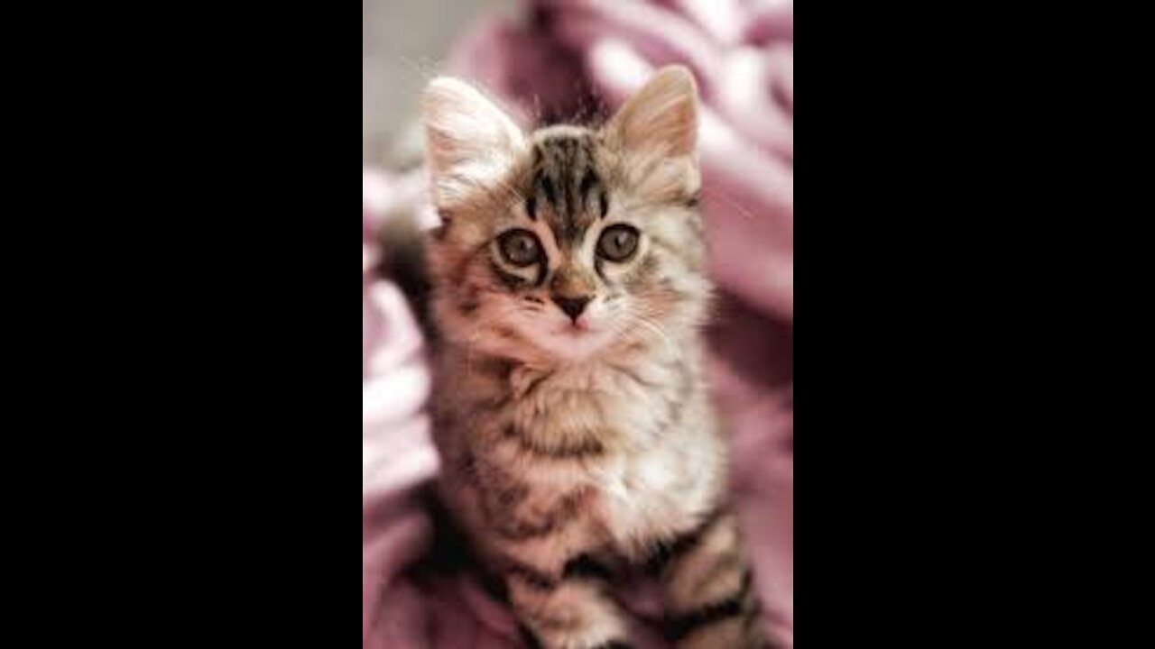 Basic Cat Training For You