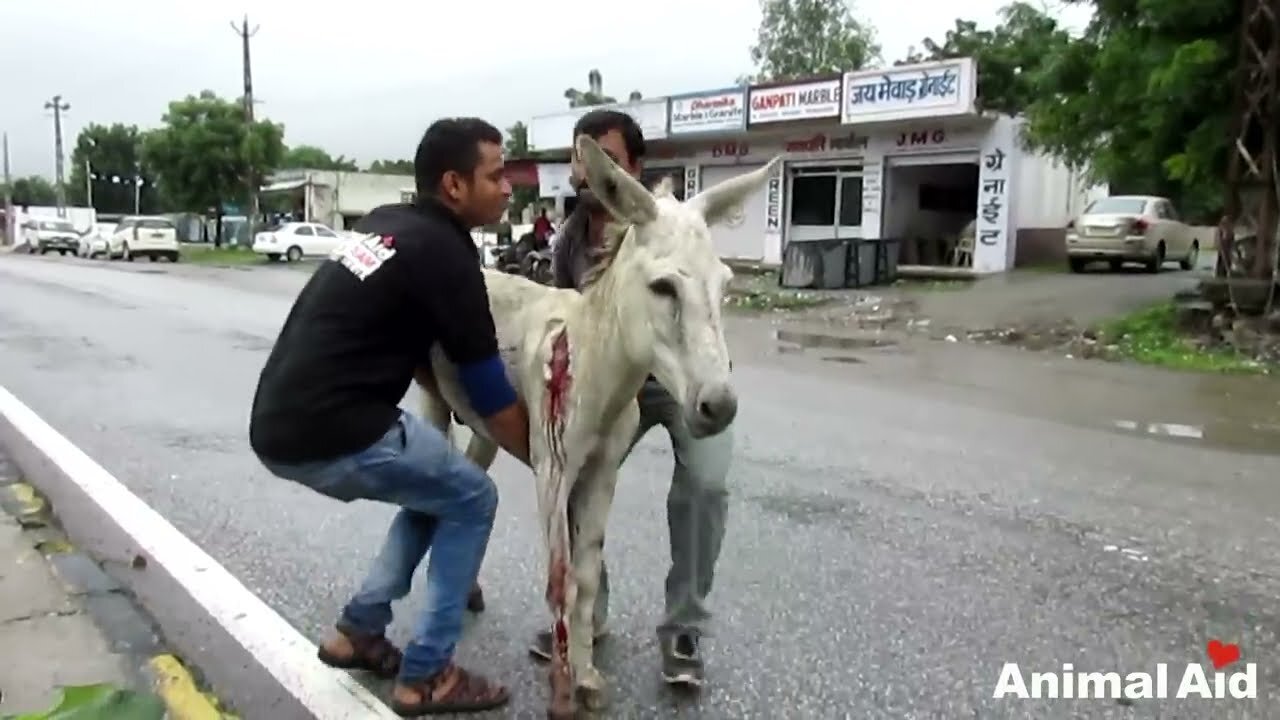 Wounded and bleeding donkey stranded on highway rescued.