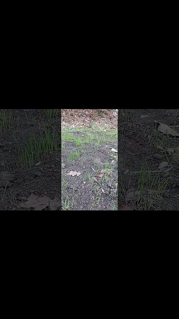 Growing our own flour! The Winter Wheat is up!