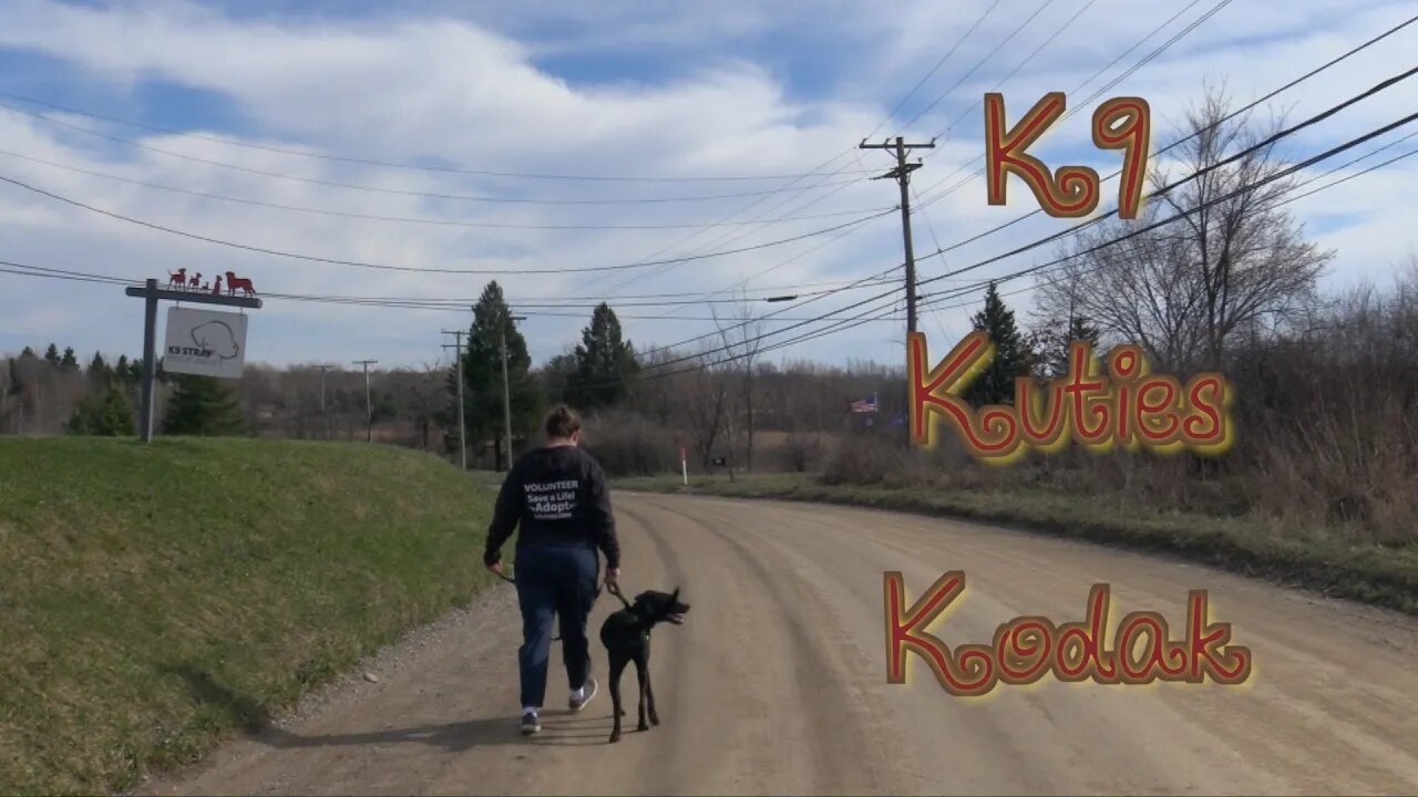 K9 Kuties "Kodak"