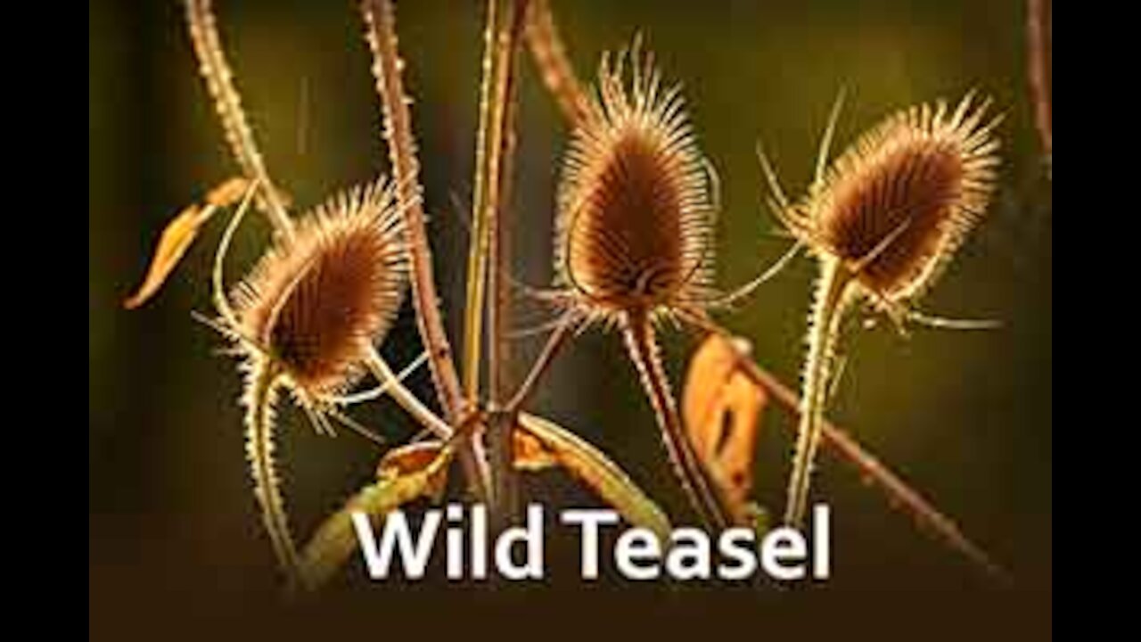 PFTTOT Part 139 Wild Teasel