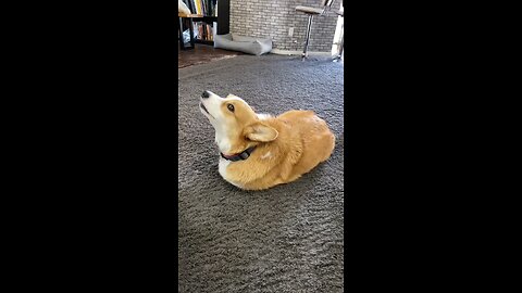 Talking_Dog_Thinks_He_is_a_TOMATO!_#shorts_#corgi(1080p)