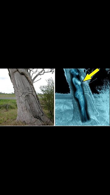 A former police dog barking near a tree and the discovery #do#dogr#truestoryt#storytimet#story