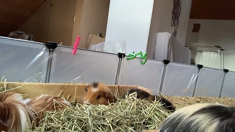 My Guinea pigs enjoying their clean hay box 📦