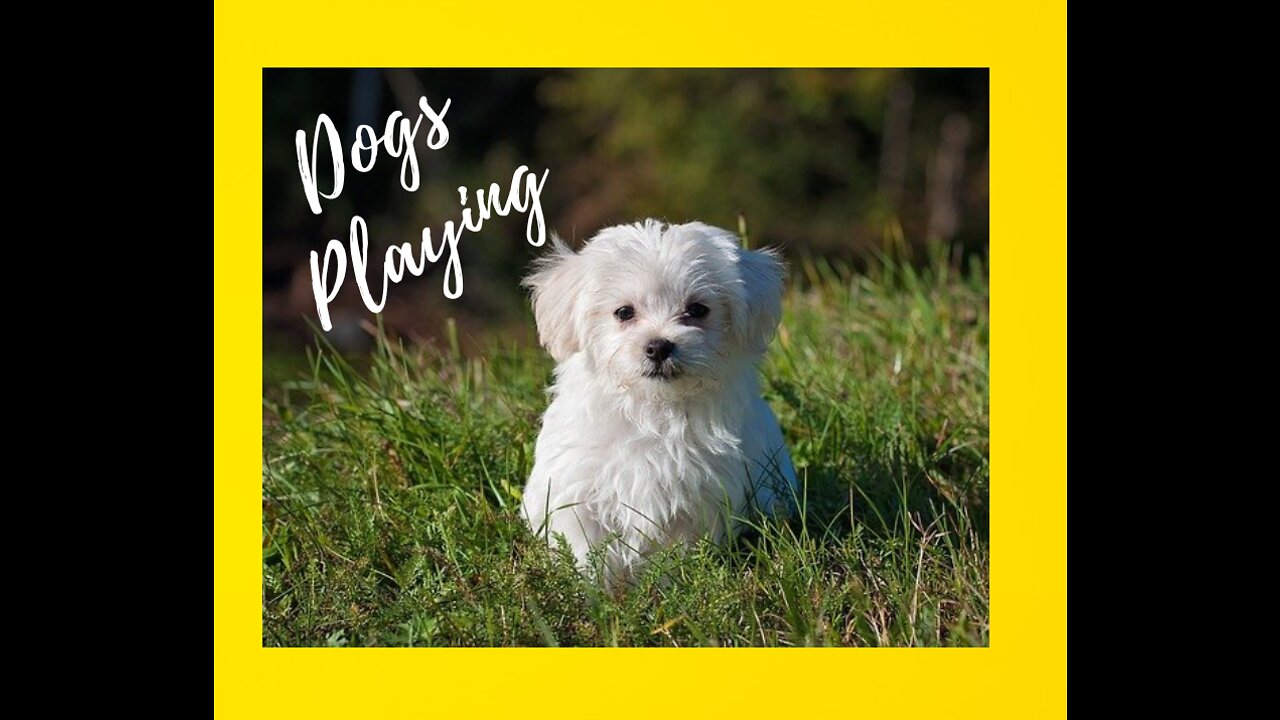 Dogs playing - 1