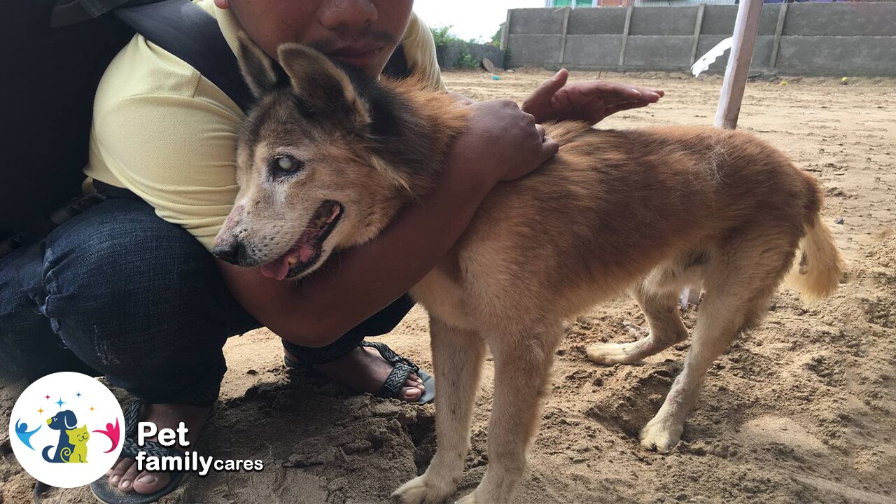 15 years old blind dog deserved the love of his last life before his time came