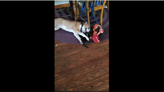 Gentle dog preciously entertains rescue kitten