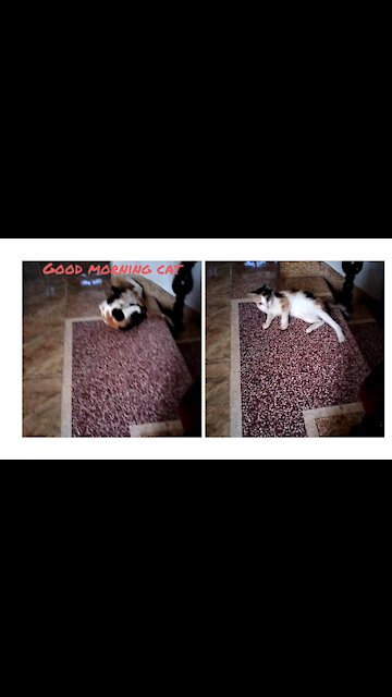 Meet my cat having 3 colors in the morning