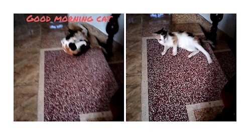 Meet my cat having 3 colors in the morning