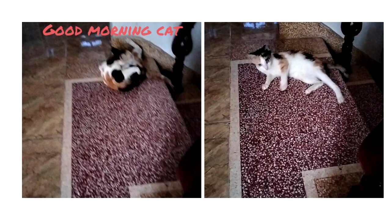 Meet my cat having 3 colors in the morning