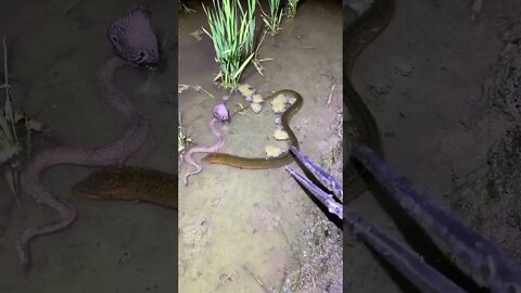 Asian Eel Catching Video 🐟 #shorts