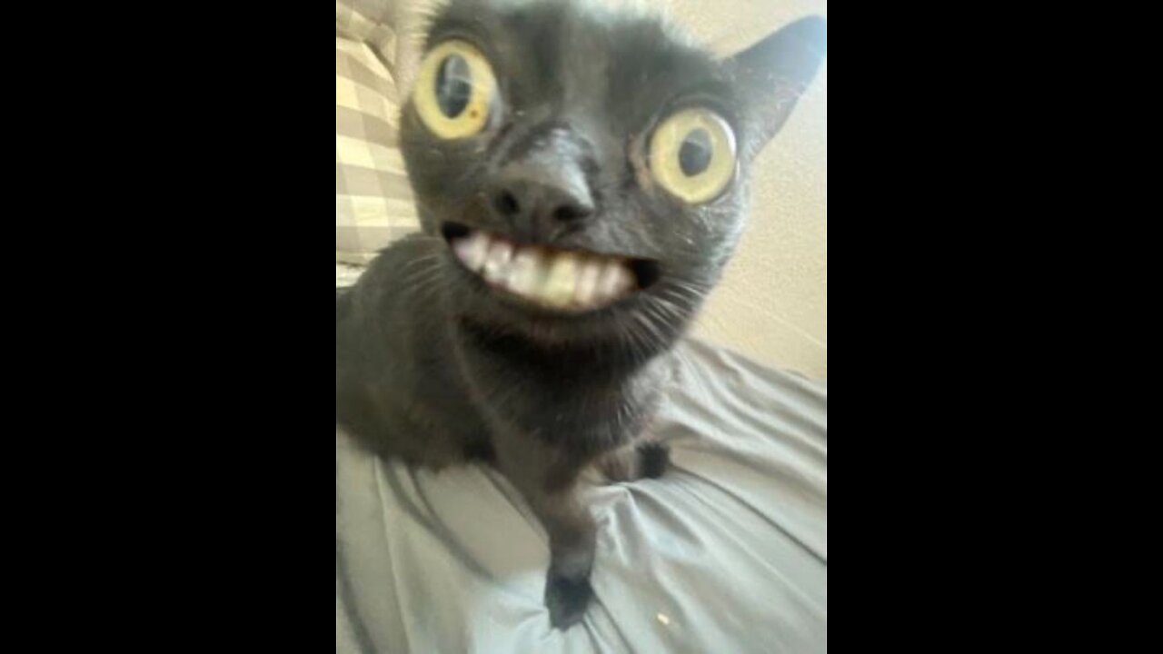 funniest animal clips