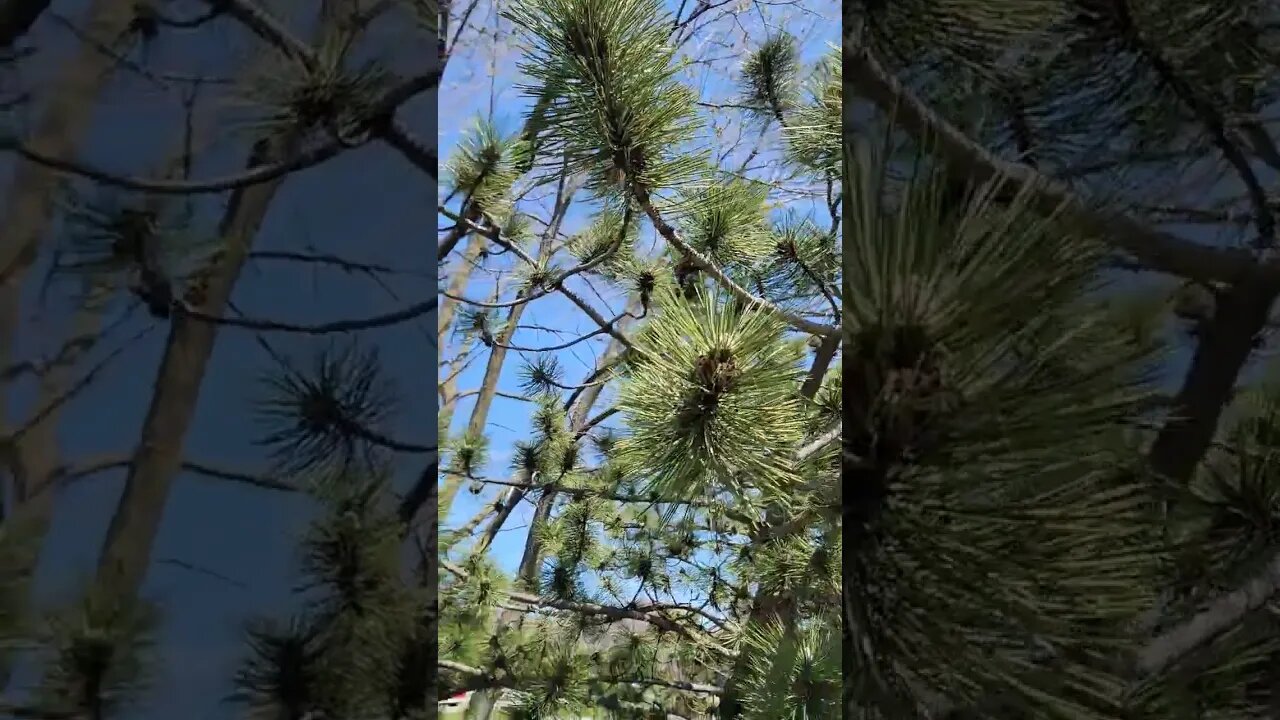 pine tree by pond with pine cones