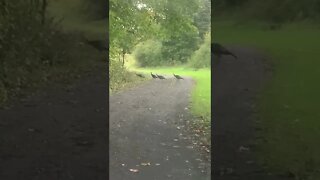 Turkey Crossing